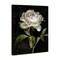 Stupell Industries Peony on Black Canvas Wall Art Design by Danhui Nai
